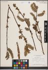 Foto von Salix discolor Muhl.